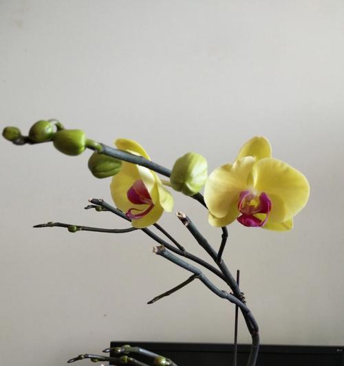 蝴蝶兰开完花后的护理方法（如何维护蝴蝶兰的生长健康）