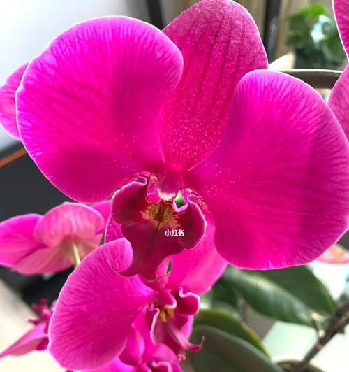 蝴蝶兰开完花后的护理方法（如何维护蝴蝶兰的生长健康）