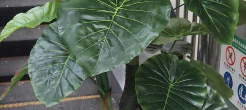 滴水观音移栽技巧（如何使滴水观音迅速适应新环境？）