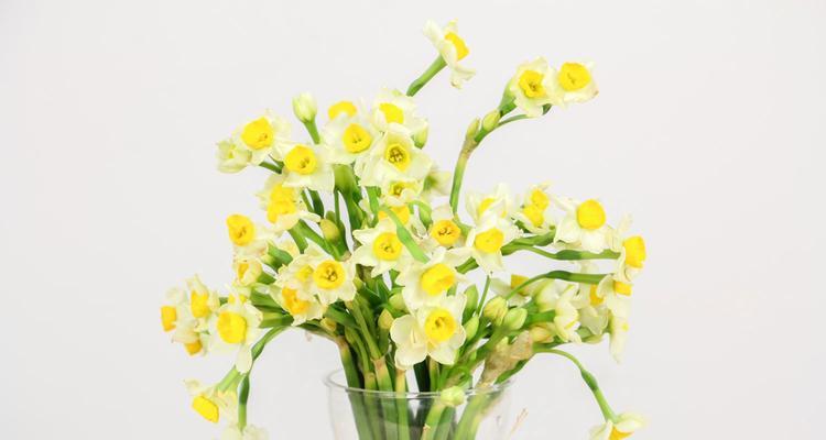水仙花黄叶问题解决方案（了解水仙花黄叶的原因，拯救你的爱花）