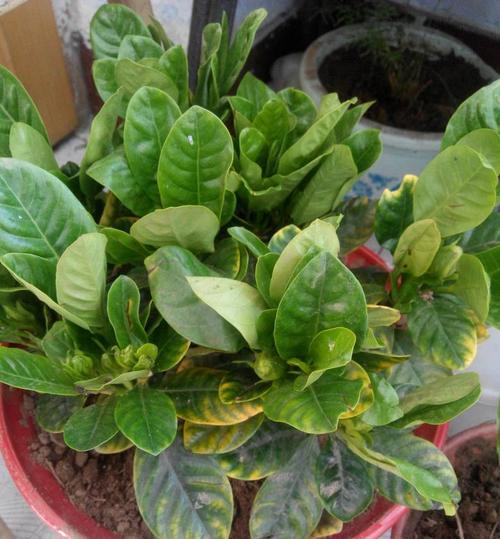 水仙花黄叶问题解决方案（了解水仙花黄叶的原因，拯救你的爱花）