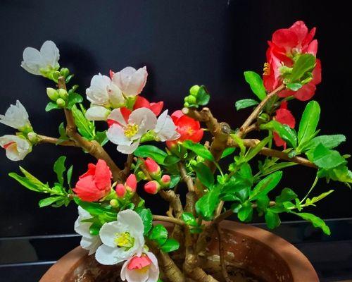 海棠花养护全攻略（掌握这些技巧，让海棠花在你手中绽放最美的光彩）