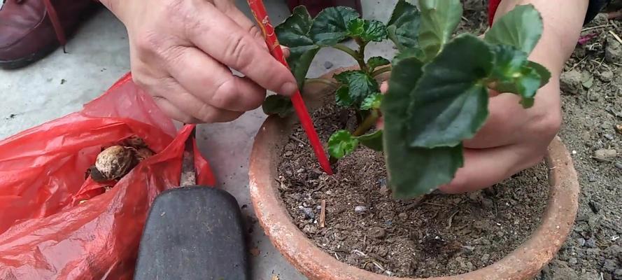 海棠花养护全攻略（掌握这些技巧，让海棠花在你手中绽放最美的光彩）