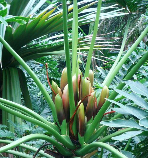 探究天南星科植物的多样性（天南星科植物品种及其特点）