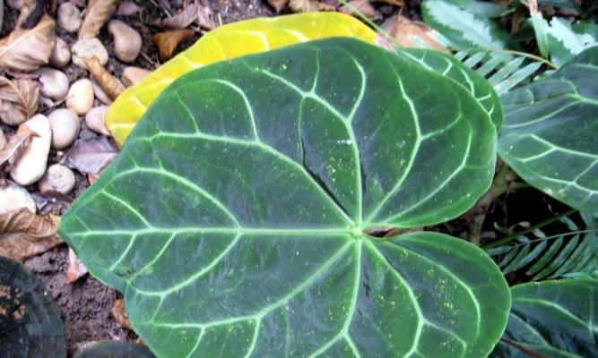探究天南星科植物的多样性（天南星科植物品种及其特点）