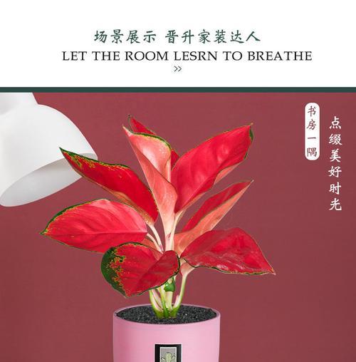如意盆栽的种植方法（打造室内绿化的好选择）