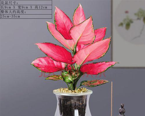 如意盆栽的种植方法（打造室内绿化的好选择）