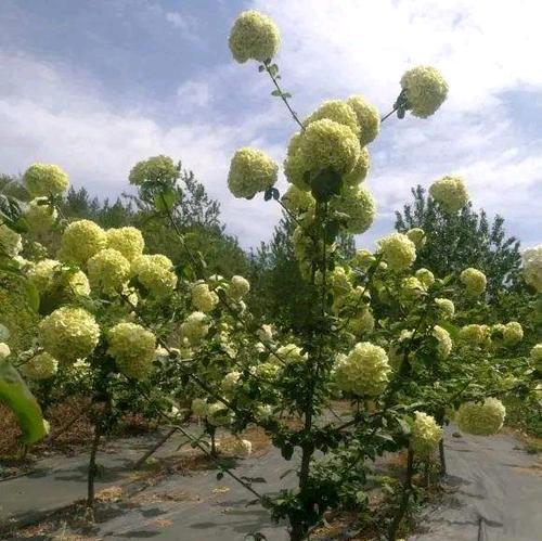 地栽绣球花的冬季养护方法（保护根系，科学管理，让绣球花健康过冬）