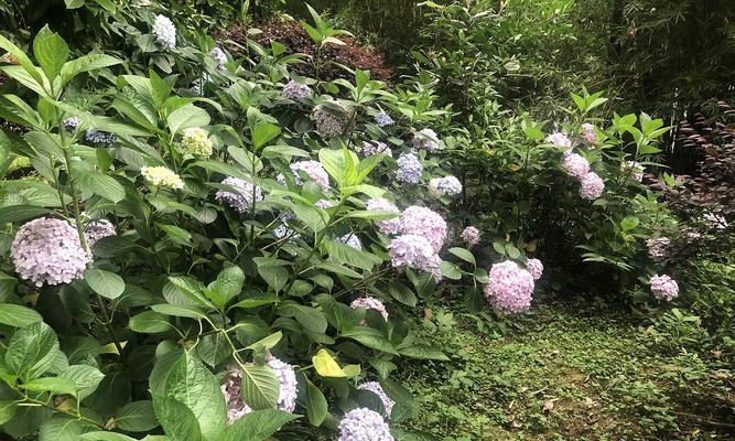 地栽绣球花的冬季养护方法（保护根系，科学管理，让绣球花健康过冬）