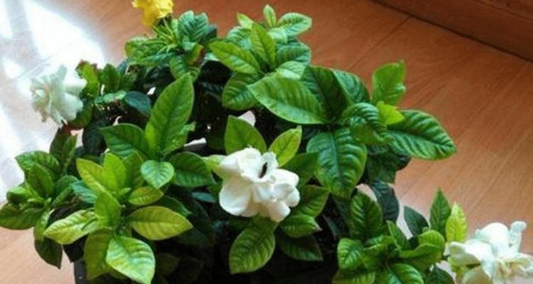 栀子花醋浇灌之小秘密（掌握浇醋技巧，让栀子花更美丽）