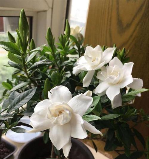 栀子花醋浇灌之小秘密（掌握浇醋技巧，让栀子花更美丽）