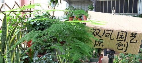 文竹的根部发芽技巧（如何促进文竹根部发芽）