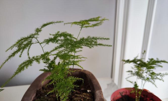 文竹的根部发芽技巧（如何促进文竹根部发芽）
