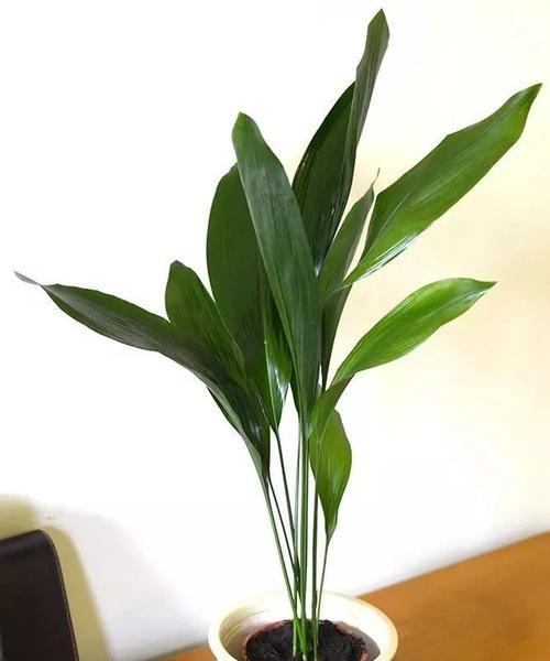 秋冬养植物指南（寻找适合秋冬季节养护的绿色伙伴）