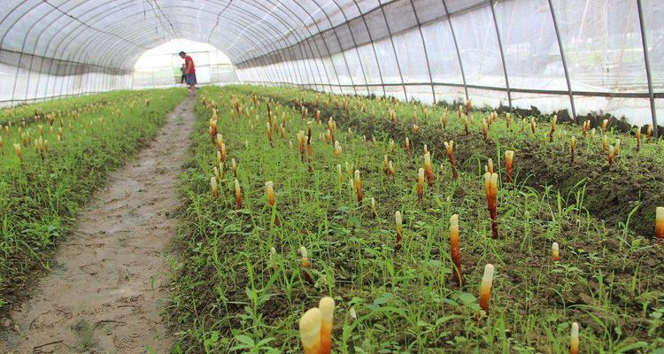 灵芝种植方法（打造家庭自种灵芝的全攻略）
