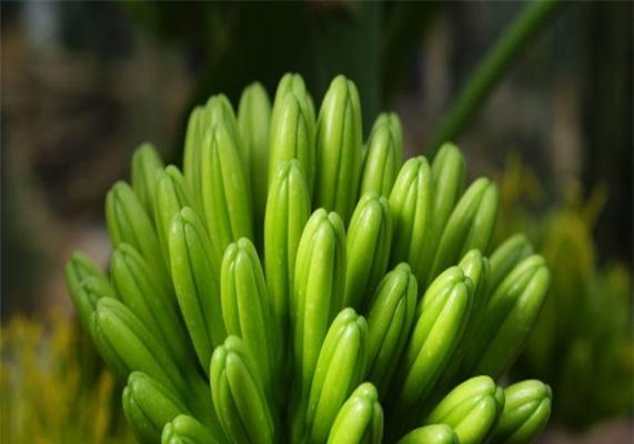 龙舌兰花（探寻龙舌兰花的寓意与象征意义）