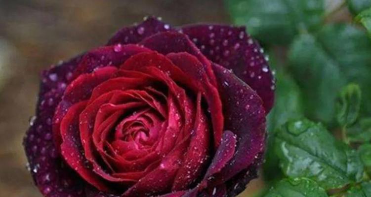 洛丽玛丝玫瑰花语与爱情（探寻洛丽玛丝玫瑰花语的浪漫之谜）
