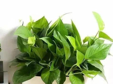 绿萝花语的深刻含义（探寻绿萝花语的奥秘与象征意义）