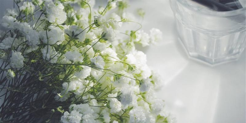 满天星花语的寓意与传承（寻找生命中的美好与希望）