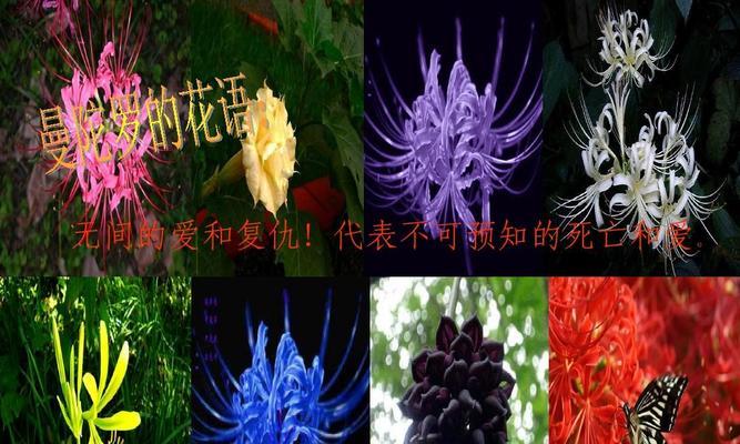 曼陀罗花（揭秘曼陀罗花的花语与象征意义，让我们一同探索这朵神秘之花）