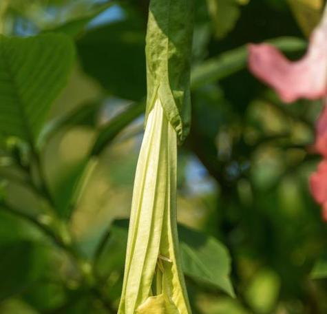 曼陀罗花的花语与寓意（揭开曼陀罗花的神秘面纱，感受其深刻花语）
