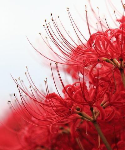 曼陀罗华的花语——美丽与神秘的象征（探寻曼陀罗华的花语之谜）