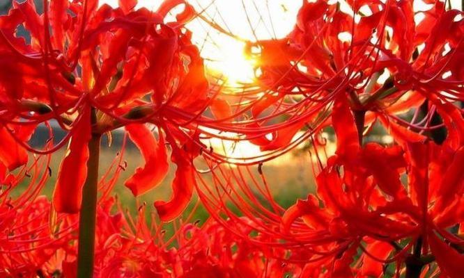 曼珠沙华（花语解读与传说）
