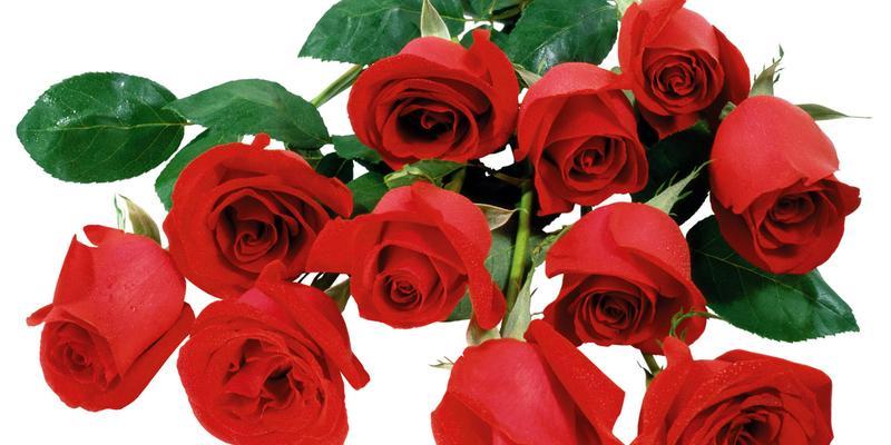 99朵红玫瑰的花语是什么意思？（揭示玫瑰花语的神秘面纱，解读99朵红玫瑰的意义）