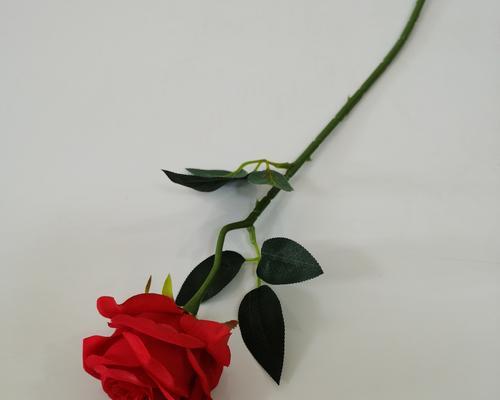 玫瑰花的寓意与象征（探寻玫瑰花作为爱情和美的象征的深层内涵）