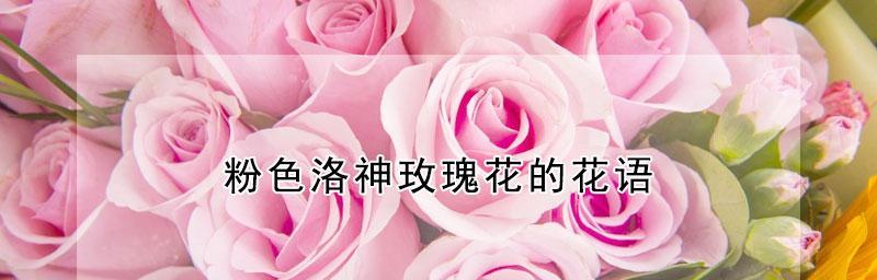 玫瑰花的寓意大全及花语（玫瑰花，美丽与情感的象征）