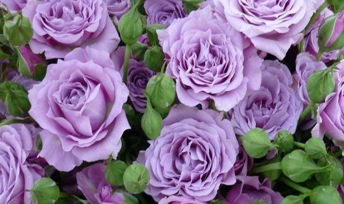 玫瑰花花语颜色代表什么？（揭秘玫瑰花不同颜色的含义）