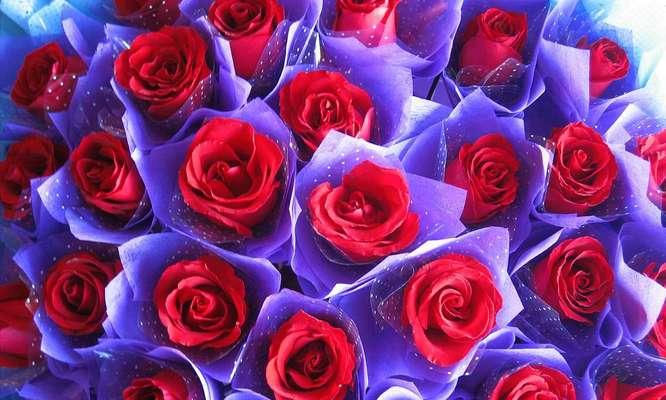 玫瑰花数量的意义（探寻玫瑰花数量与情感、文化的关系）