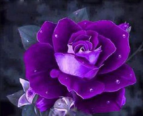 玫瑰花颜色的寓意（探寻玫瑰花颜色的意义与象征，解读花语中的情感内涵）