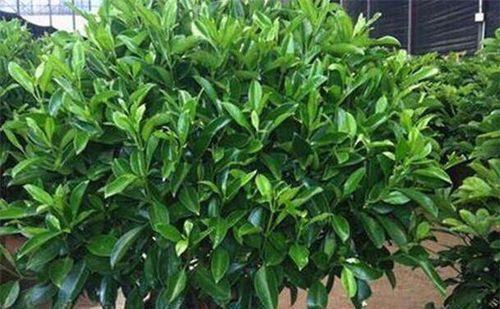 养殖非洲茉莉的常见病虫害及防治方法（为您揭示非洲茉莉遭受的最常见威胁和相应的解决方案）