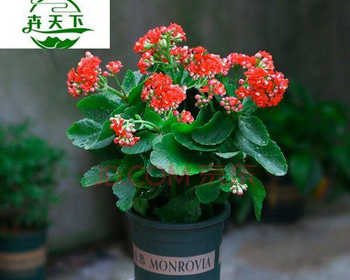打造室内花园（花园不止在户外，家中也能种出美丽）