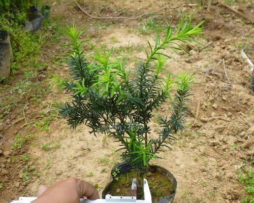 红豆杉烂根处理方法详解（保护生态，拯救红豆杉）