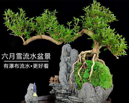 六月雪盆景的养护全攻略（打造精美盆景从了解六月雪盆景开始）