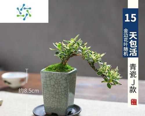 六月雪盆景的养护全攻略（打造精美盆景从了解六月雪盆景开始）