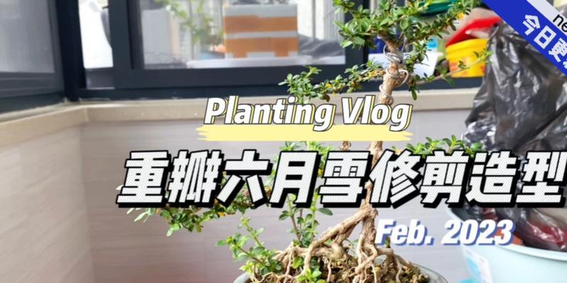 六月雪盆景的养护全攻略（打造精美盆景从了解六月雪盆景开始）