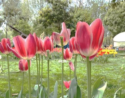郁金香花的生长特点及美丽表现（探究荷兰国花的变化之美）