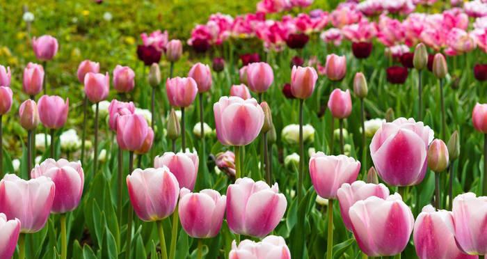 郁金香花的生长特点及美丽表现（探究荷兰国花的变化之美）