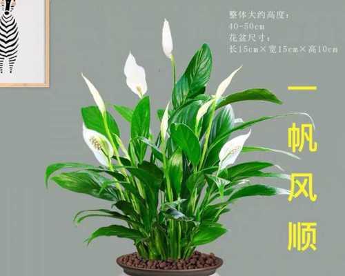 一帆风顺花的养殖技巧（打造旺盛生长，这些技巧你必须知道）