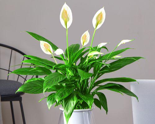 一帆风顺花的养殖技巧（打造旺盛生长，这些技巧你必须知道）