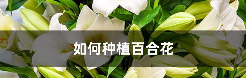 百合花种植技术与栽培管理（了解百合花的生长需求，打造的栽培管理）