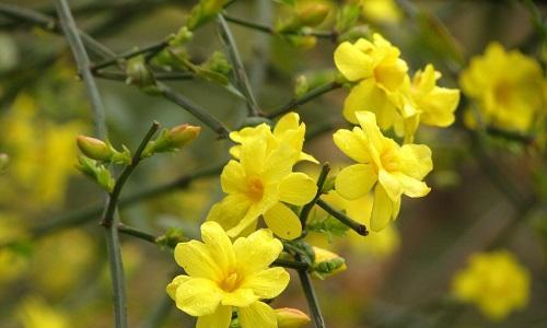 迎春花倒栽的注意事项（从种植到养护，让迎春花开得更美）