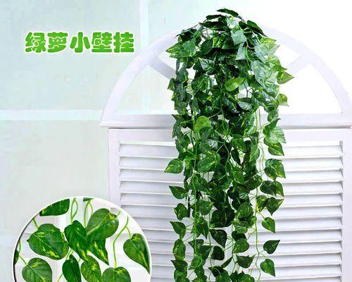 花叶藤的养殖方法与技巧（打造绿色清新的家居环境）
