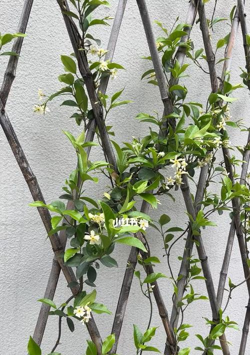 风车茉莉花的护理知识（如何避免风车茉莉花的萎蔫与枯死）
