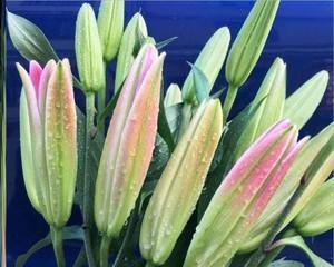 百合花黄天霸的盛放时节（了解百合花的开花规律与生长环境，欣赏美丽花朵）