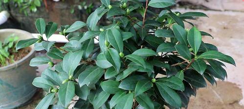 盆栽茶花的养殖方法和注意事项（学会盆栽茶花，打造自己的花园）