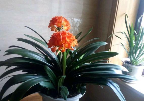 夏季君子兰的养护（如何让君子兰在炎热的夏季健康生长？）
